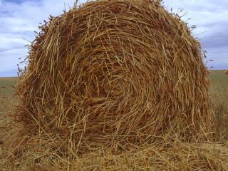 Cutting for hay could be a salvage option