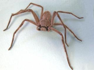 Close up of a huntsman spider.