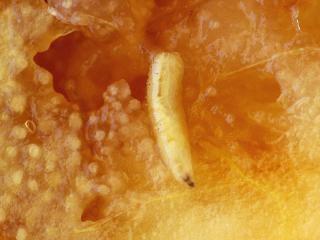 larva in fruit
