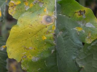 Leaf lesion due to sclerotinia appearing as a watermark on canola leaf
