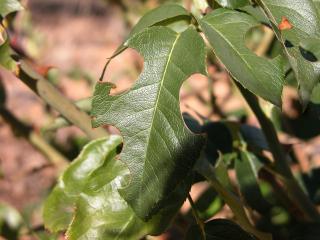 Leaves with semi-circular cut outs caused by leaf-cutter bees.