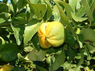 Damage on a lemon caused by citrus bud mite