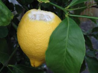 Lemon hanging in a tree with the top section chewed exposing the fruit