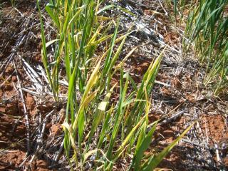 Stunted, tufted, chlorotic wheat plants infected with wheat streak mosaic virus as young seedlings