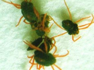 Close up of several black coloured mites
