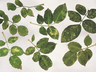 Selection of leaves showing yellow mottled pattern caused by rose mosaic virus.