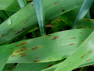 Net-type net blotch disease on barley plants