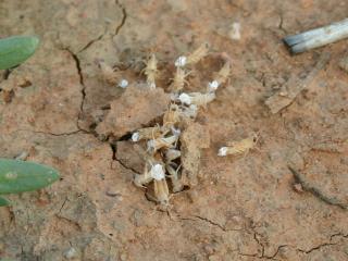 Australian plague locust nymphs hatching.