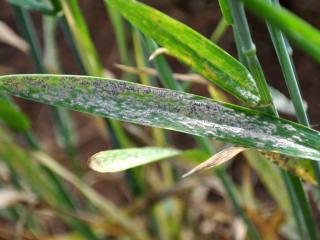 Mature powdery mildew infections on leaves can appear grey or brown in colour with black speckles