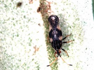 Close up of an olive lace bug.
