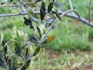 Foliage showing damage by olive lace bug.