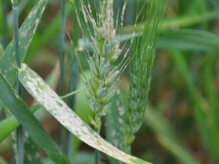Powdery mildew appears as fluffy white growth on wheat leaves and can move into the wheat head