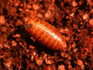Medfly pupa in soil