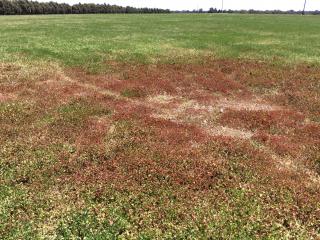 Red leaf clover syndrome in paddock