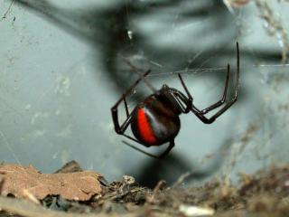 Red back spider hanging down from its web.