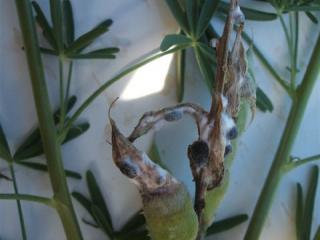 Sclerotinia affected lupin pods