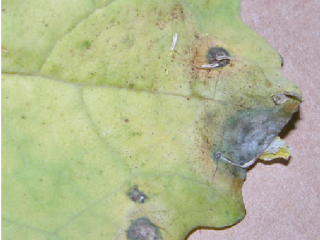 Sclerotinia lesion on leaf
