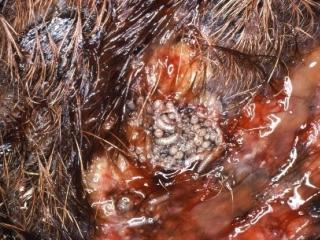 Screw-worm fly maggots in a wound
