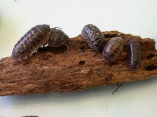 Five slaters, which are segmented, dark grey oval-shaped insects on a piece of bark.
