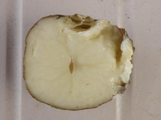 Cross section of infected tuber showing internal rot