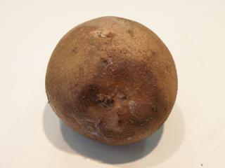 External view of a tuber showing a water soaked lesion with bacterial ooze