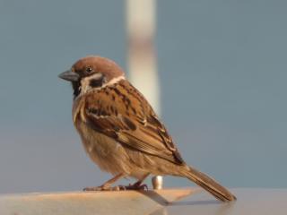 Residents living near seaports are asked to keep an eye out for sparrows or other unusual birds. (Photo supplied by Faye Myers)