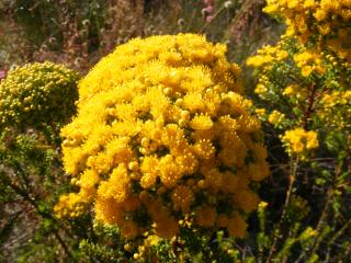 Golden dome of small flowers.