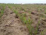 26th April germinating wheat