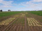 TOS 6 stubble application on bacteria trial