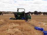 Harvesting at the Dale frost research site