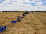 Harvest time at the Dale frost research trial site