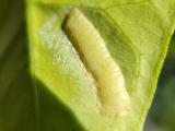 Glassy winged sharpshooter eggs are laid in a line under the leaves