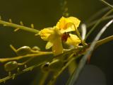 Bright yellow Parkinsonia flower