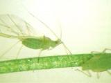 Blue-green aphid on a stem, under the microscope.