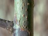 Fire blight form cankers on stems