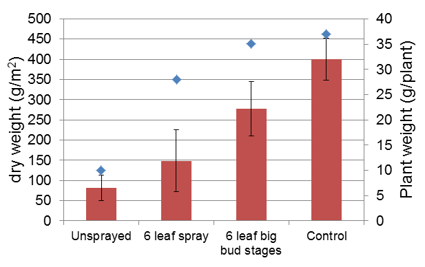 Graph showing that applying less insecticide caused reduction in biomass and single plant weight, due to aphid damage.