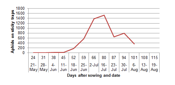 Graph showing aphid numbers increasing until mid-July then declining