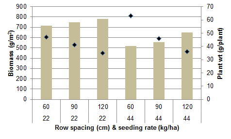 Graph showing that in narrow rows more biomass was produced than wide rows and that at higher seed rates more biomass was produced. Plants were larger in wide rows.