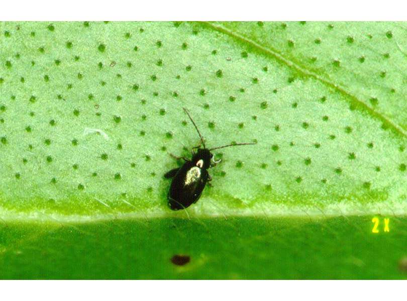 Flea beetle, a biological control agent for Paterson's curse