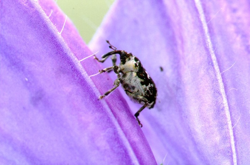 Crown weevil, biological control of Paterson's curse