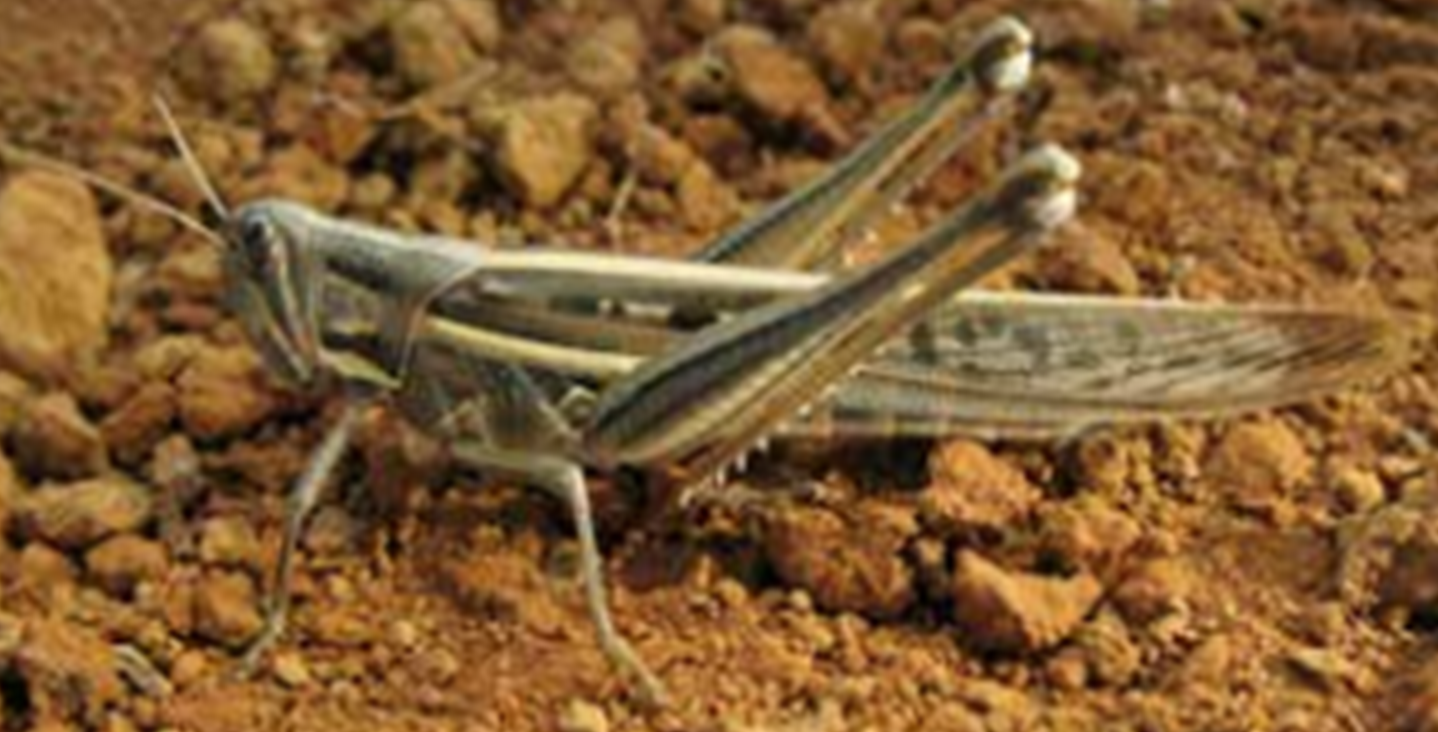 Adult spur-throated locust.