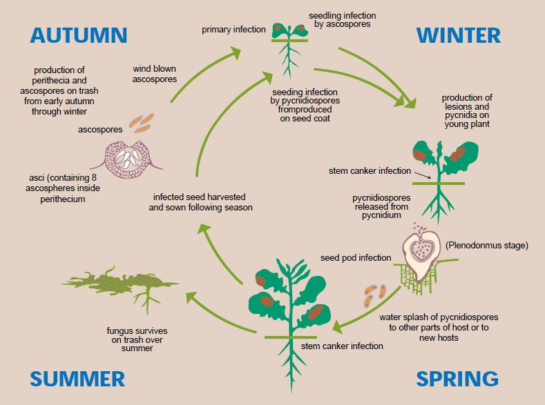 lifecycle of blackleg from spring stem canker infection, summer survival in trash, autumn ascospores, winter lesions