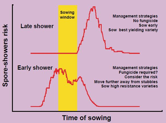 Diagram showing that with a late shower risk early sowing avoids spores, with early showers the risk is high and should be managed