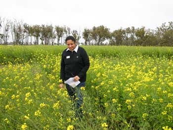 Photo caption: Department of Agriculture and Food research officer Dr Ravjit Khangura will speak at the Agribusiness Crop Updates about sclerotinia stem rot in canola and how best to manage it in 2014.