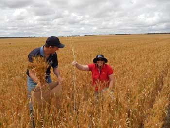 Photo caption: Trial partners Steve Curtin from Consult Ag and Julianne Hill, GRDC Regional Cropping Solutions Networks coordinator, take maturity samples at the Nyabing trial to assess frost damage.