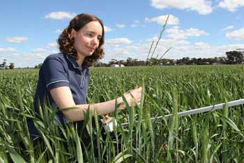 Photo caption: Dr Catherine Borger, Department of Agriculture and Food, measuring light available to annual ryegrass in the inter-row space of a wheat crop, using a Sunfleck Ceptometer (photo courtesy of Glen Riethmuller, DAFWA).