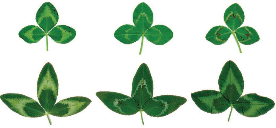 Leaf marks of Cefalu arrowleaf clover showing red white and green bands across leaves