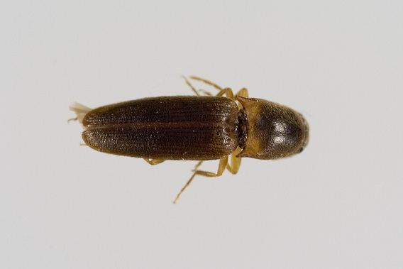 A photograph of a Click beetle