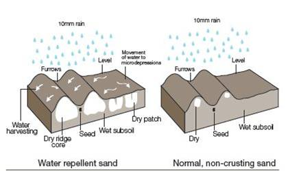 Water harvesting from ridges of dry, water repellent sand, compared with a level surface and non-repellent sand