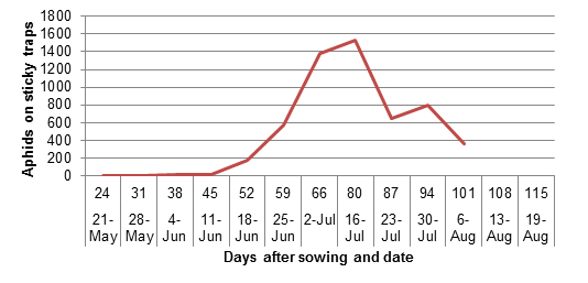 Number of aphids on 4 sticky traps, located at each corner of the trial site